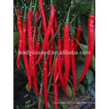 P04 no.301 high quality hybrid chilli seeds, vegetable seeds